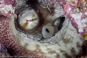 "In the Trenches"
It is rare to find an Octopus during t... by Dusty Norman 